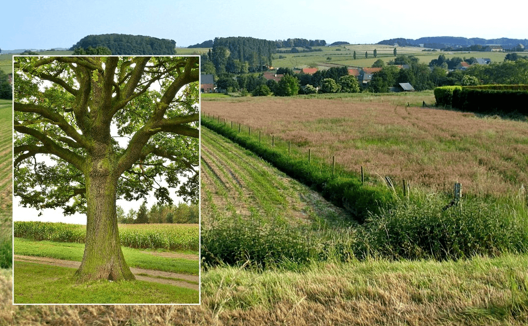 9de Streekwandeling Hagelandgidsen 2026: Kaggevinne