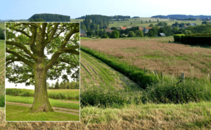 9de Streekwandeling Hagelandgidsen 2026: Kaggevinne