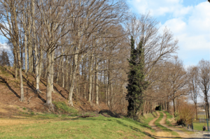 8ste Streekwandeling Hagelandgidsen 2026: Rillaar