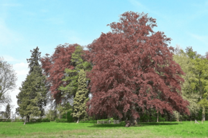 3de Streekwandeling 2026 Hagelandgidsen: Lovenjoel