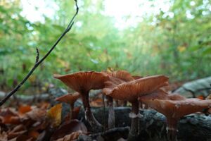 Paddenstoelenwandeling in Bertembos