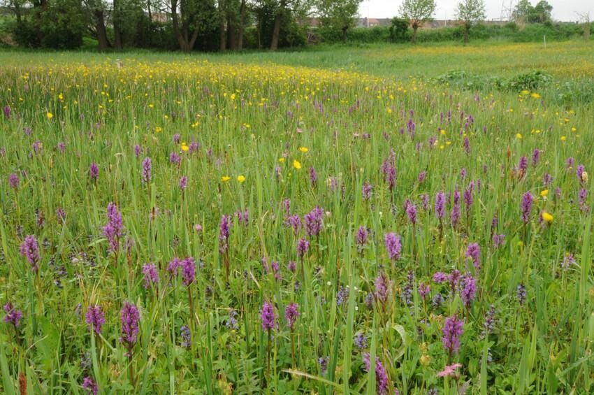 Feest 50 jaar natuurgebied Snoekengracht
