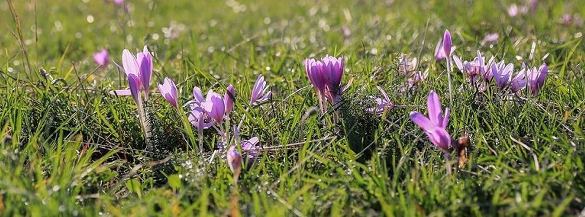 Natuurpunt-Herent