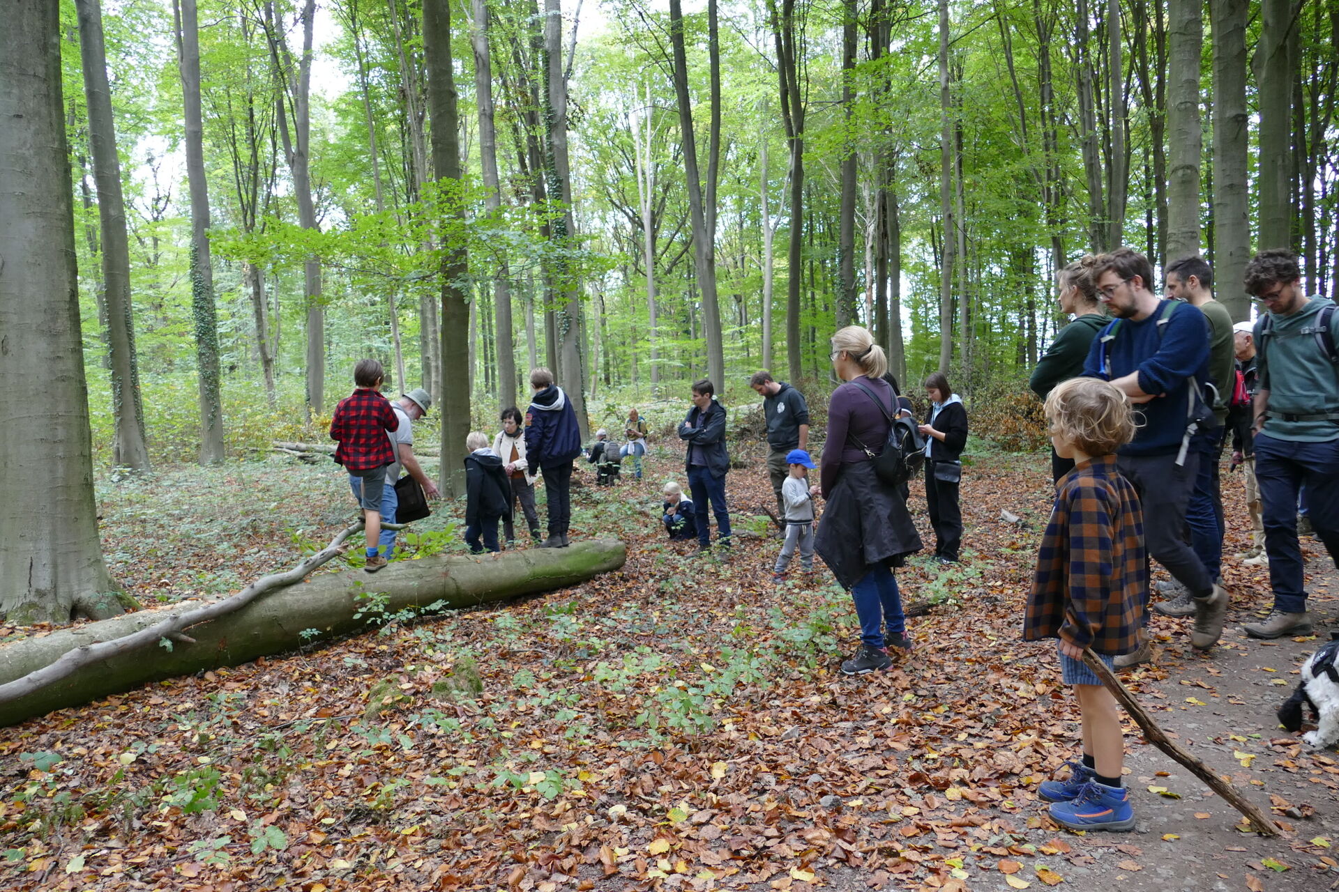 Paddenstoelenwandeling